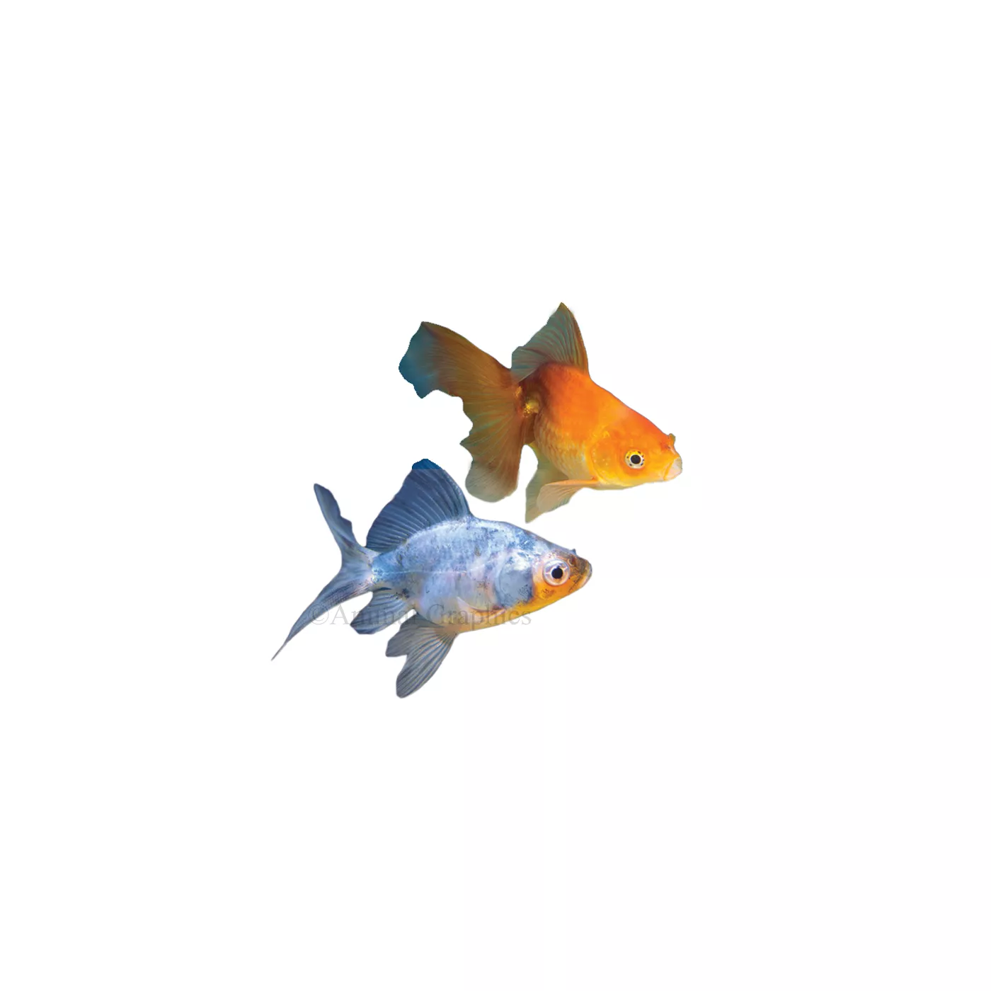 Fantail Goldfish