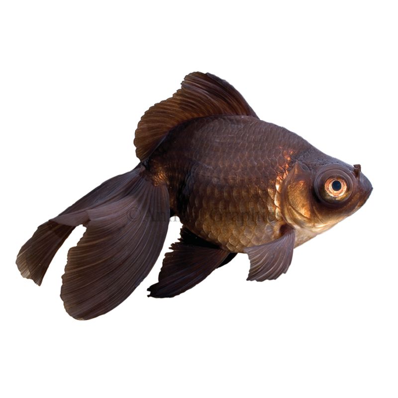 Black store goldfish price