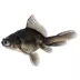 Black Moor Goldfish image thumbnail 1