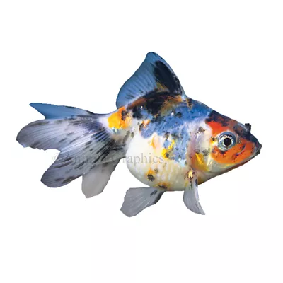 Product Calico Ryukin Goldfish