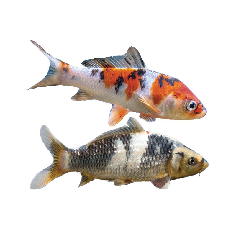 Koi store fish supplies