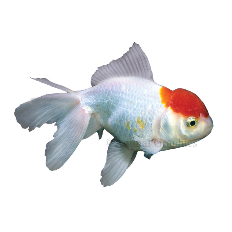 Oranda goldfish outlet petsmart