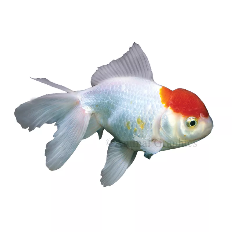 Oranda Goldfish