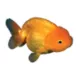 Product Red Lionhead Goldfish