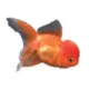 Product Oranda Goldfish