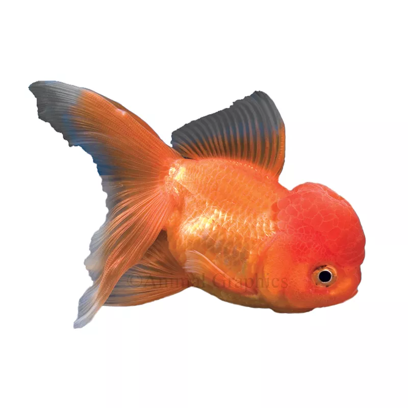 Oranda Goldfish