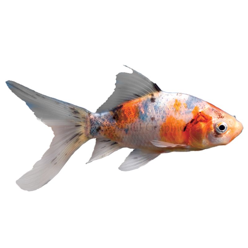 Fantail goldfish petsmart sale