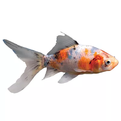 Product Shubunkin Goldfish