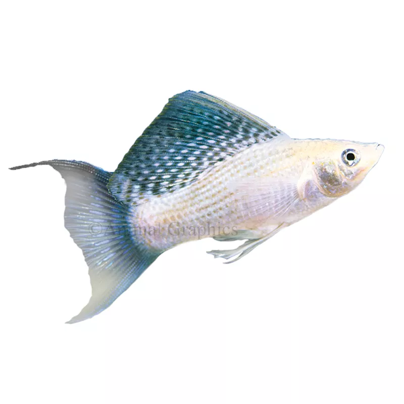 Silver Lyretail Molly