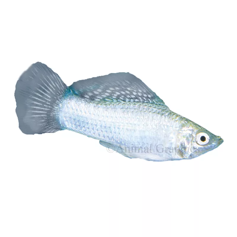 Silver Molly