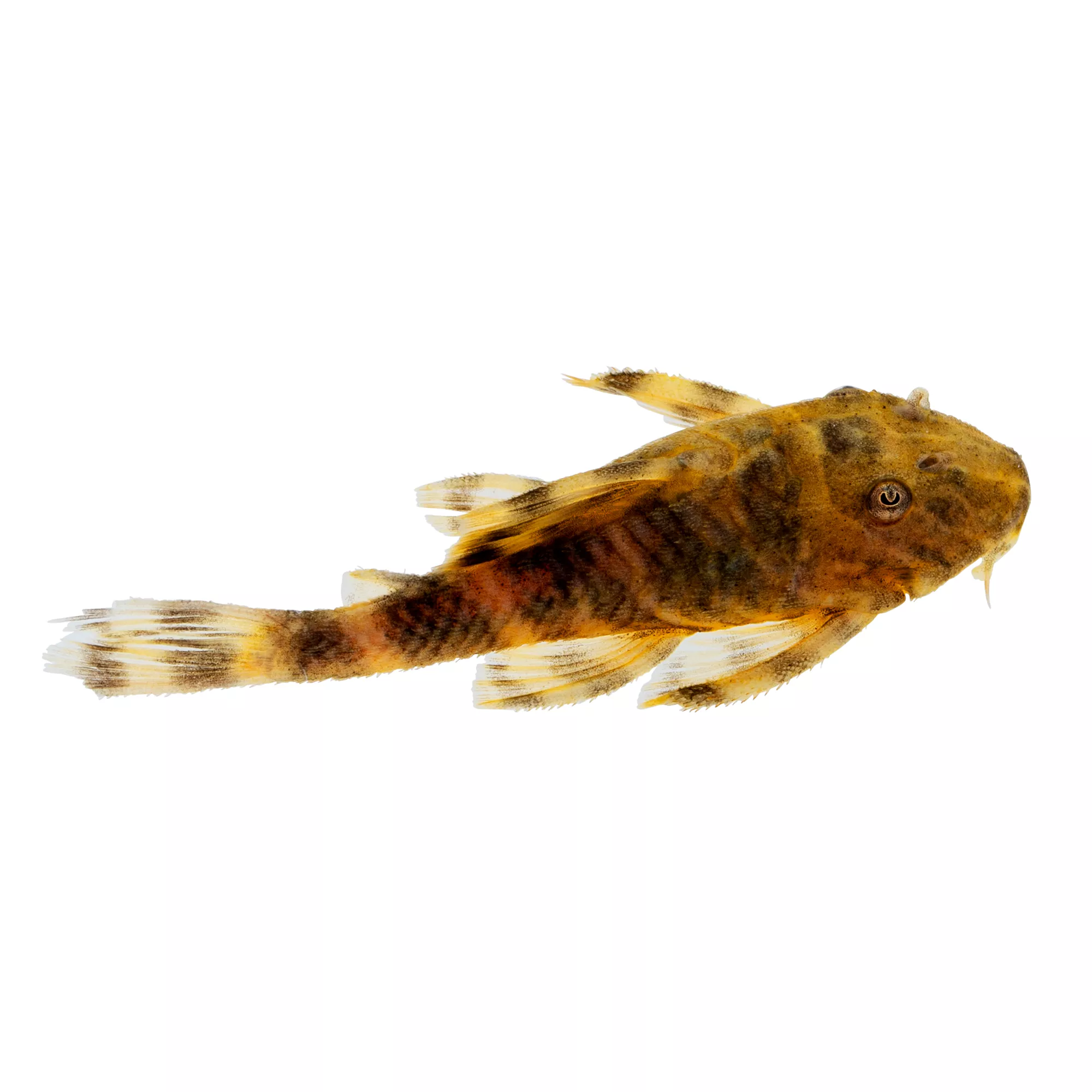 Clown Plecostomus