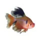 Product Red Minor Tetra