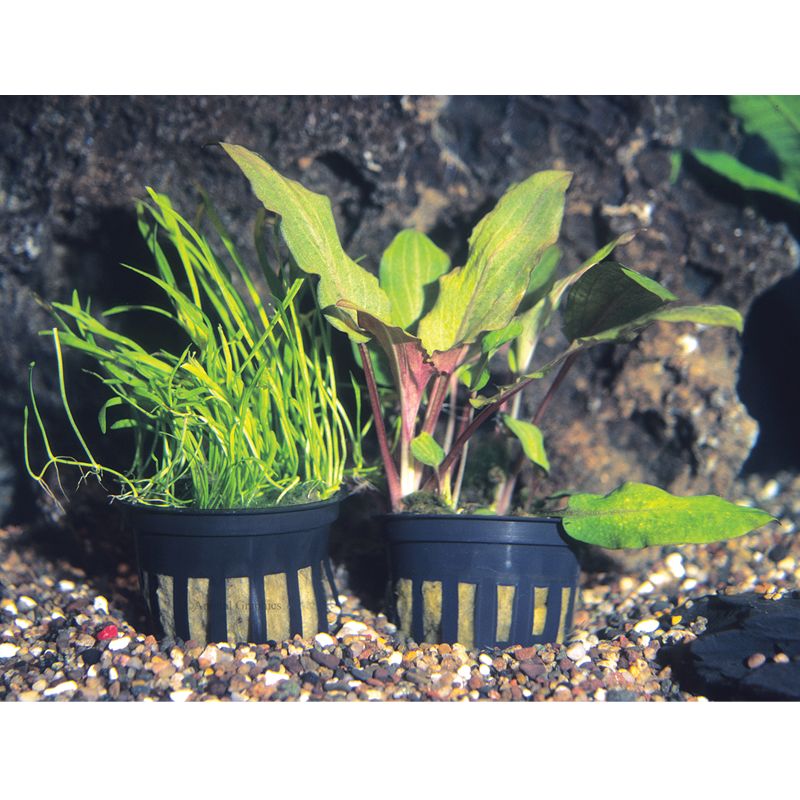 Petsmart store aquarium plants