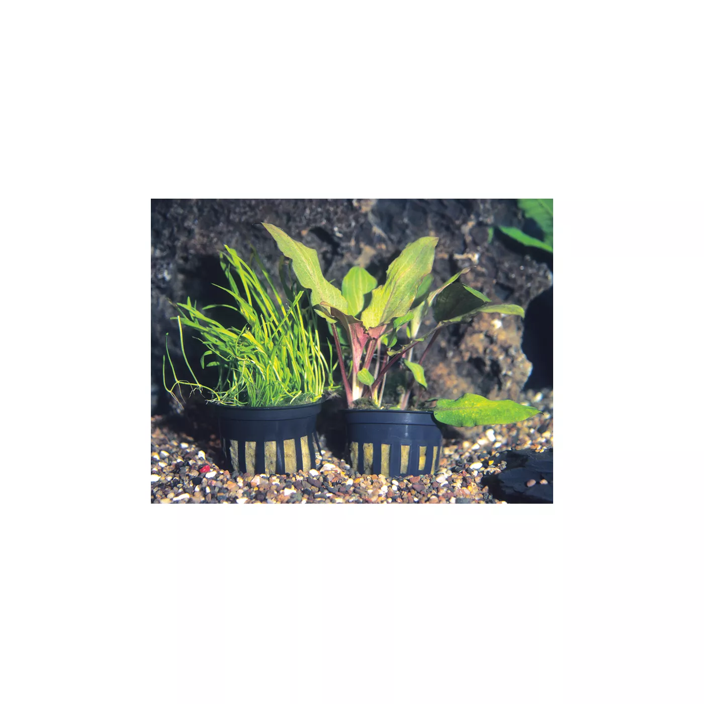 Top Fin® Live Potted Plant