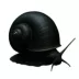 Black Mystery Snail image thumbnail 1