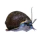 Product Black Mystery Snail