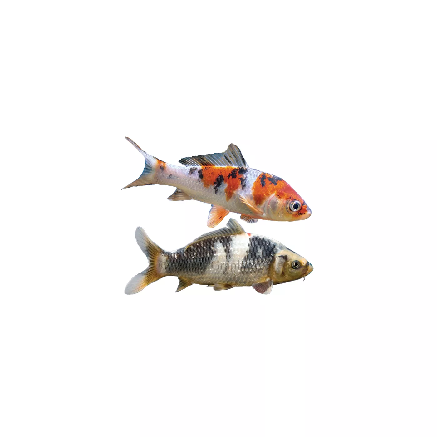 Koi at petsmart hotsell