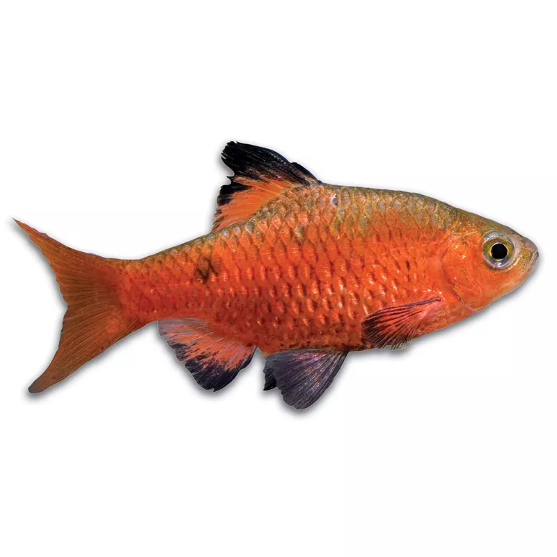 Rosy Barb