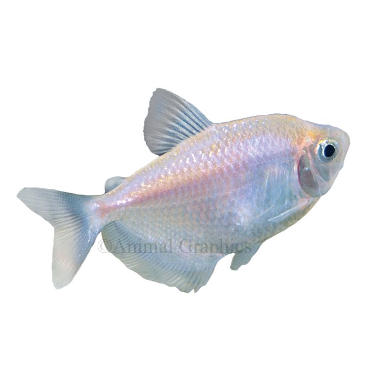 neon tetra price petsmart