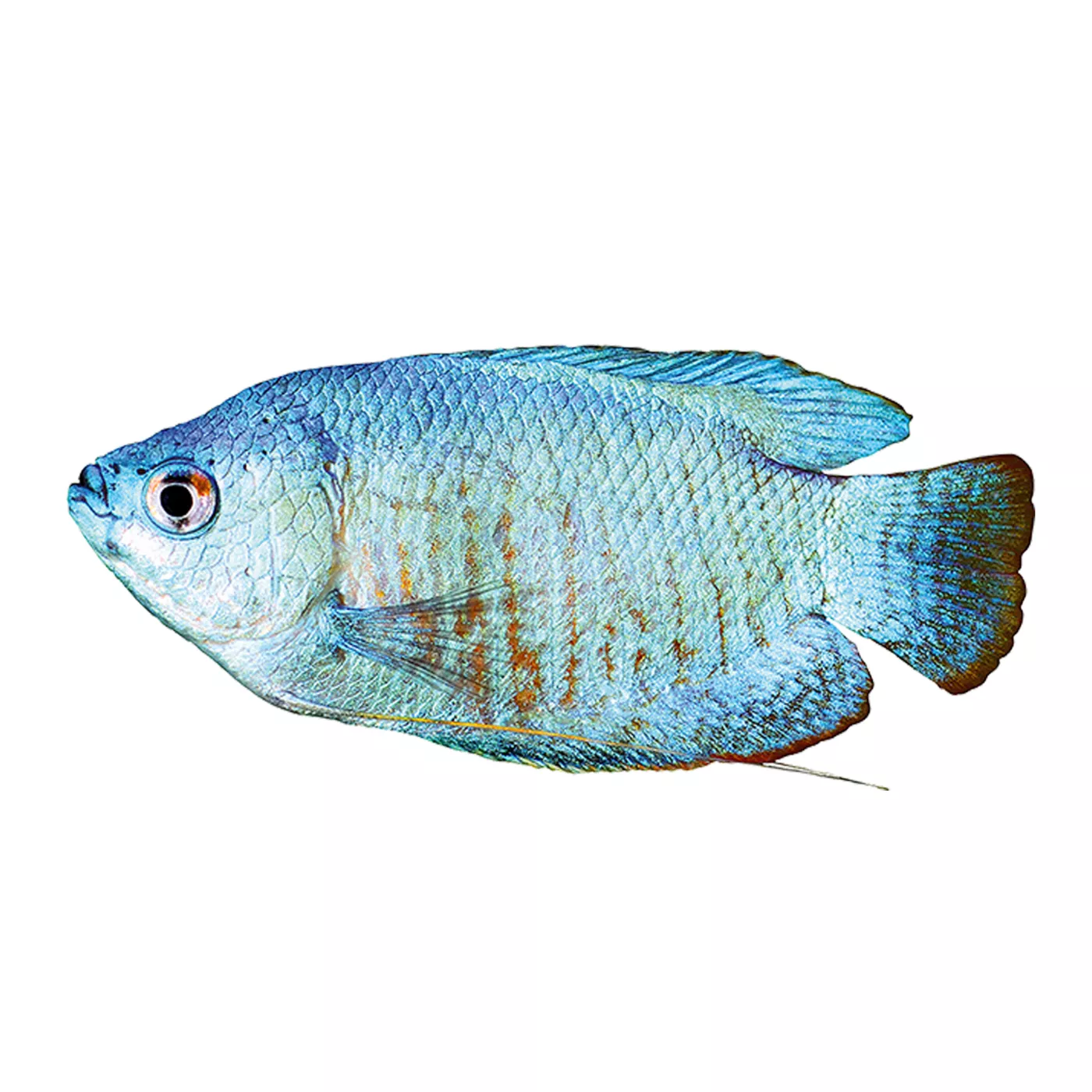 Popular cute shops pet fish names