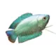 Product Dwarf Gourami