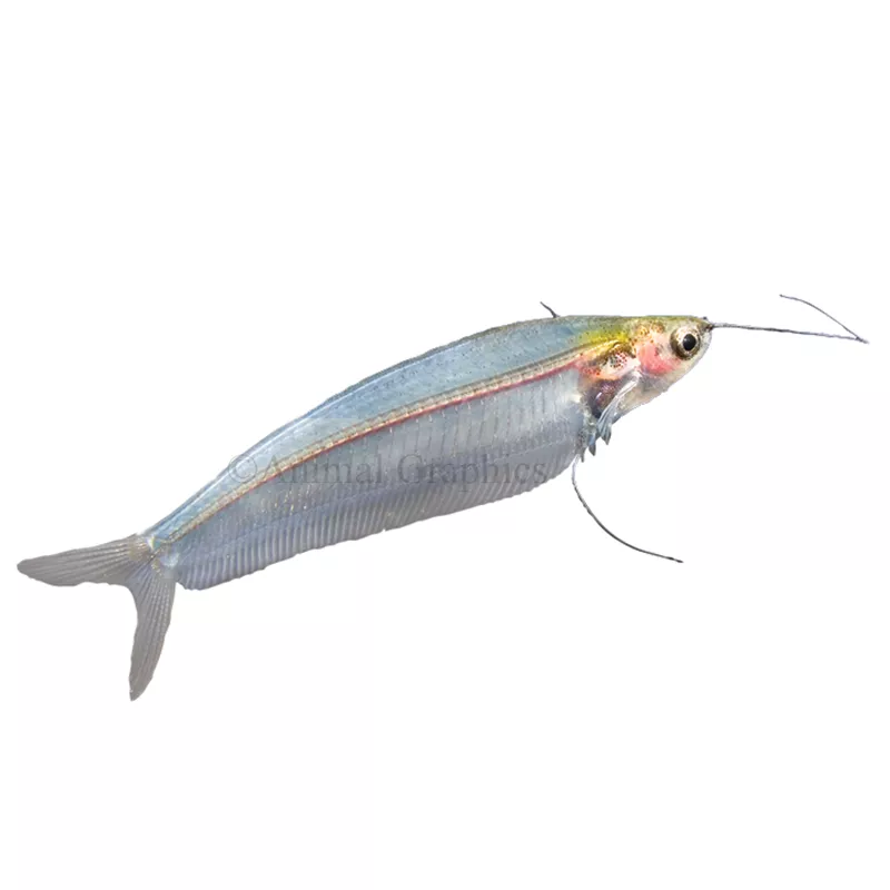 Ghost Catfish