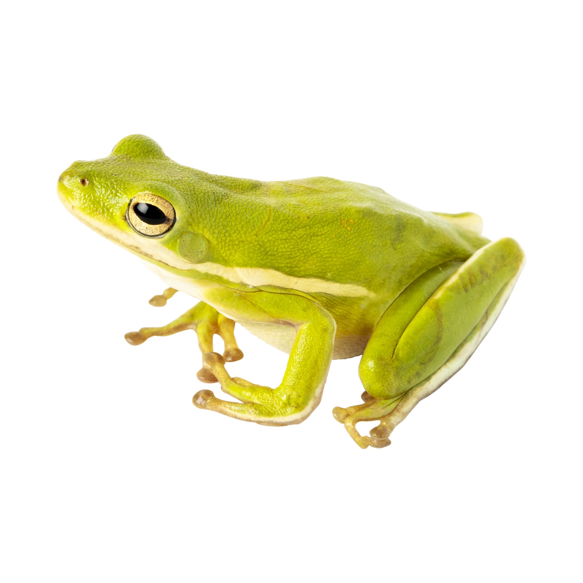 Green Tree Frog | tunersread.com