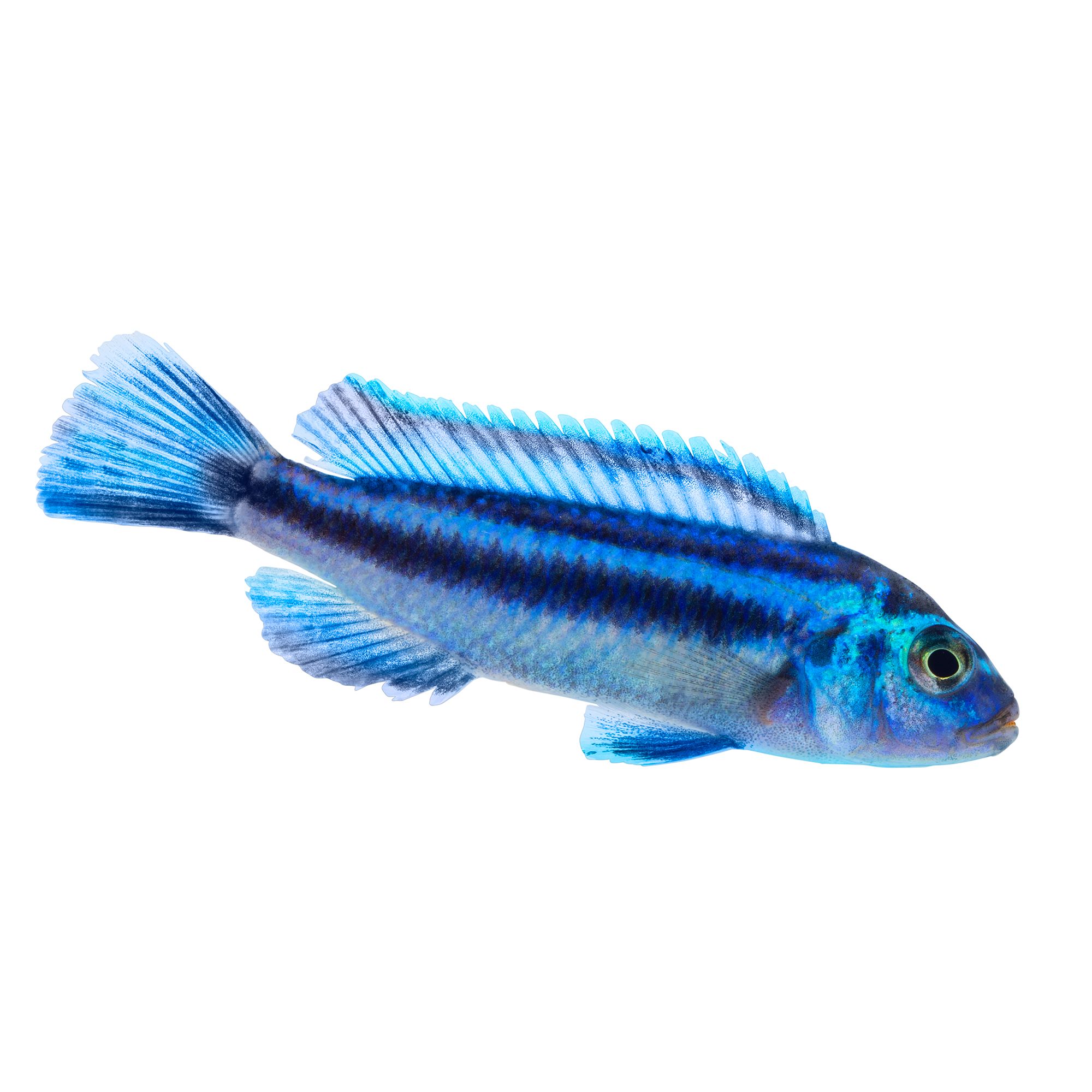 Electric Blue Johanni Cichlid | fish Goldfish, Betta & More | PetSmart