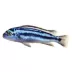 Electric Blue Johanni Cichlid image thumbnail 1