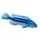 Product Electric Blue Johanni Cichlid