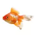 Fancy Goldfish image thumbnail 1