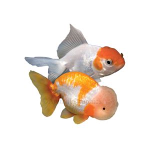 Image of two fancy goldfish