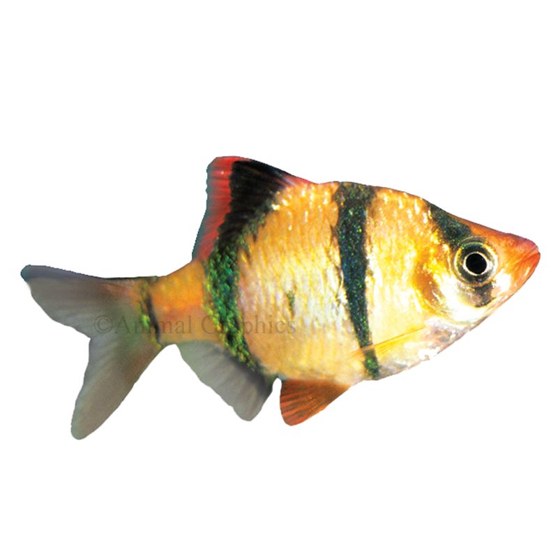 Medium Tiger Barb Fish For Sale, Live Pet Fish
