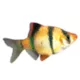 Product Tiger Barb