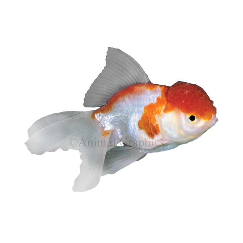 Oranda 2024 goldfish petsmart