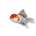 Oranda Goldfish image thumbnail 1