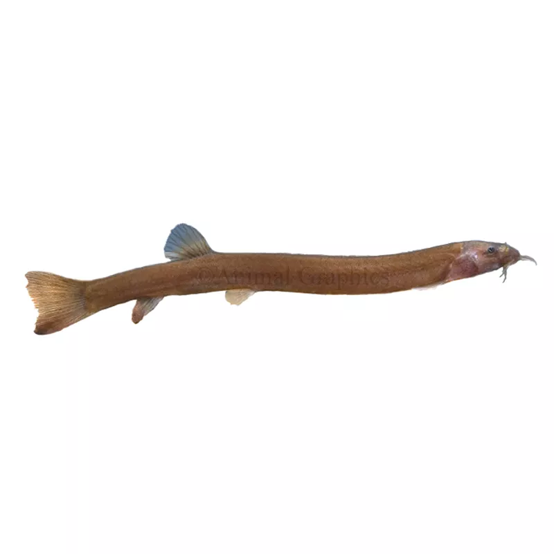 Black Kuhli Loach