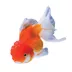 Oranda Goldfish image thumbnail 1