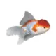 Product Oranda Goldfish