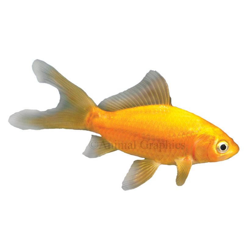 Comet Goldfish for Sale Live Pet Fish PetSmart