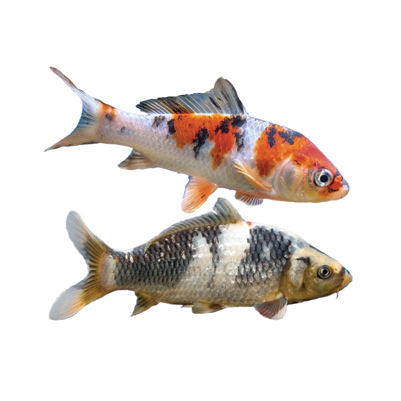 Koi Fish For Sale | Live Pet Fish 