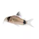 Product Panda Cory Catfish