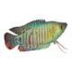 Product Dwarf Gourami