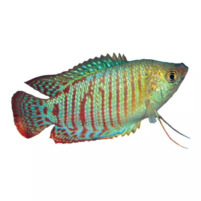 Dwarf Gourami