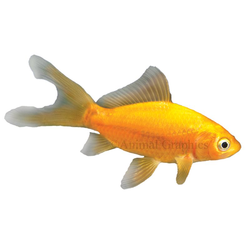 Comet Goldfish for Sale Live Pet Fish PetSmart