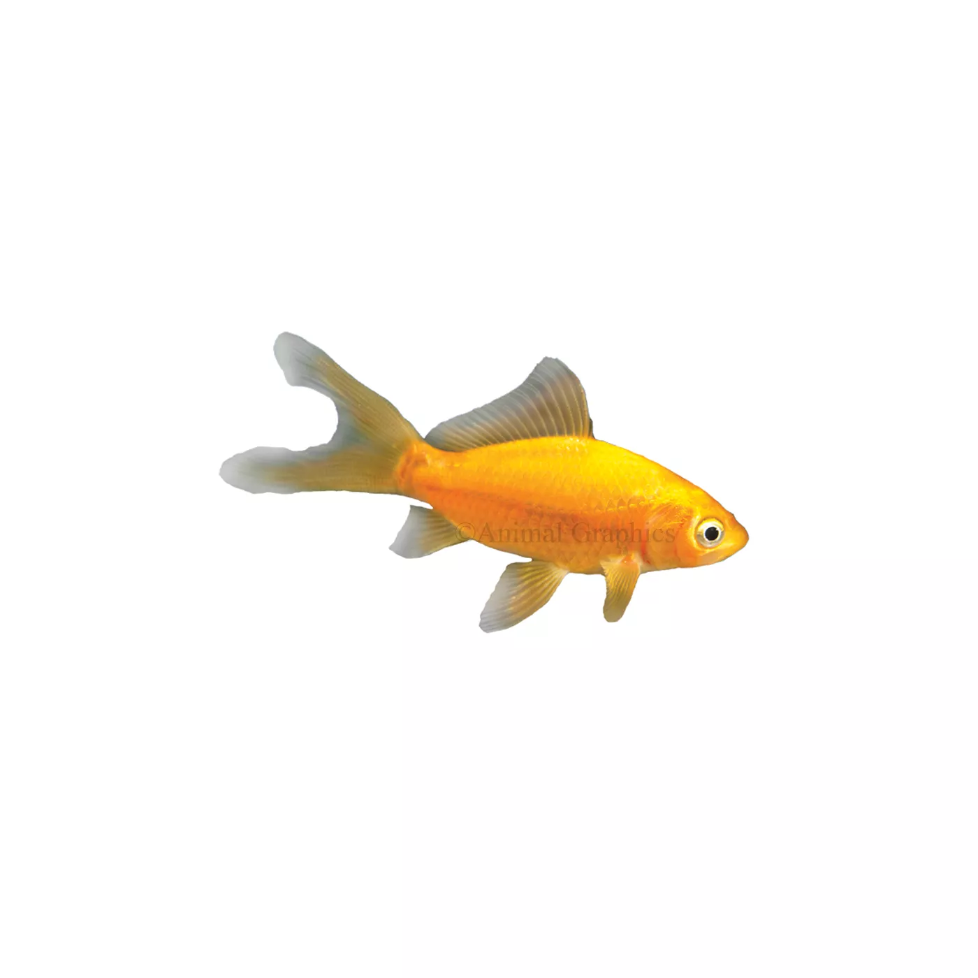 Live feeder goldfish hotsell