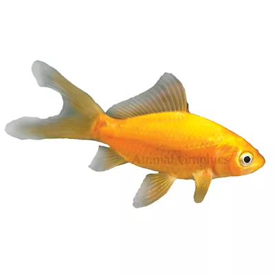 Product Comet Goldfish