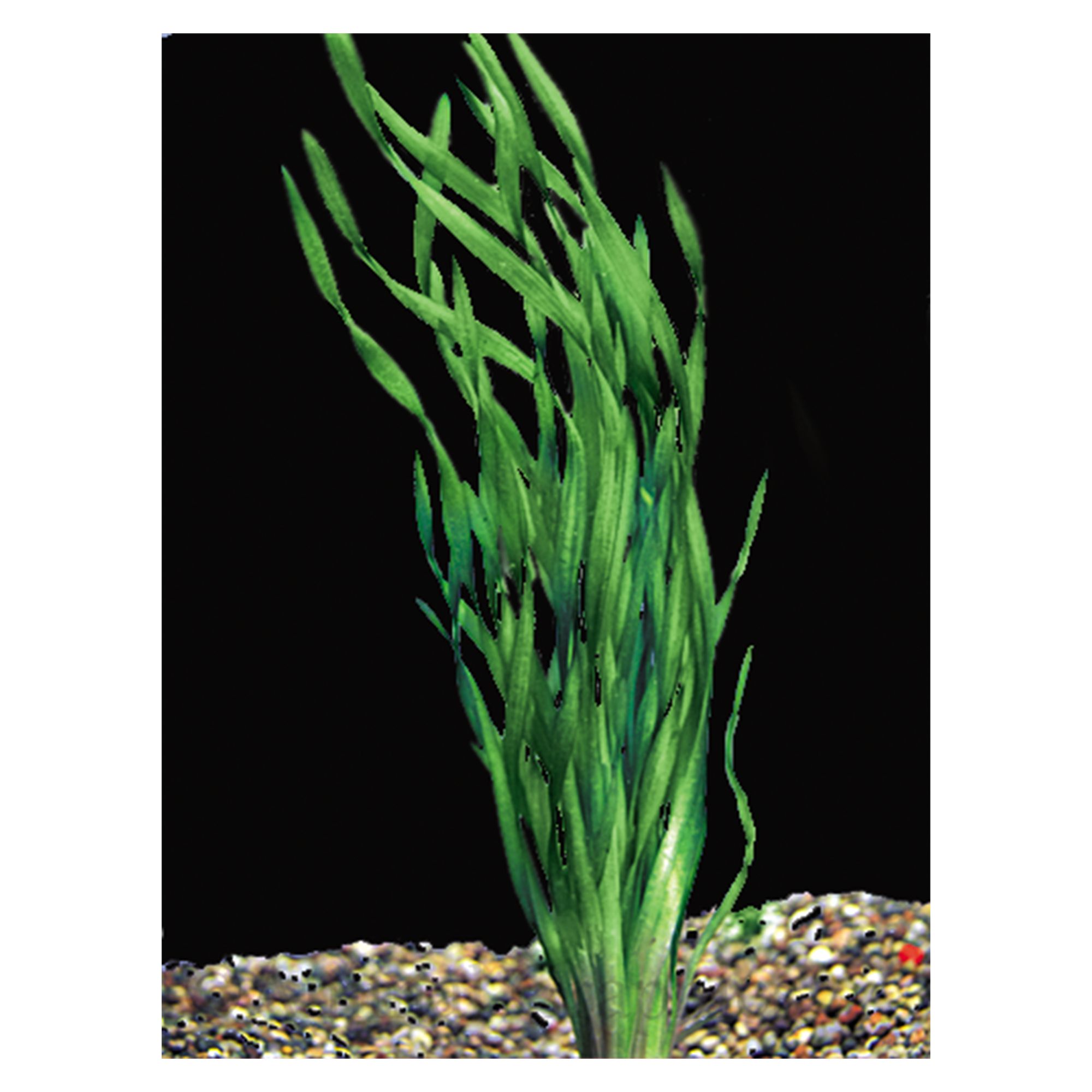 Corkscrew Vallisneria fish Live Plants PetSmart