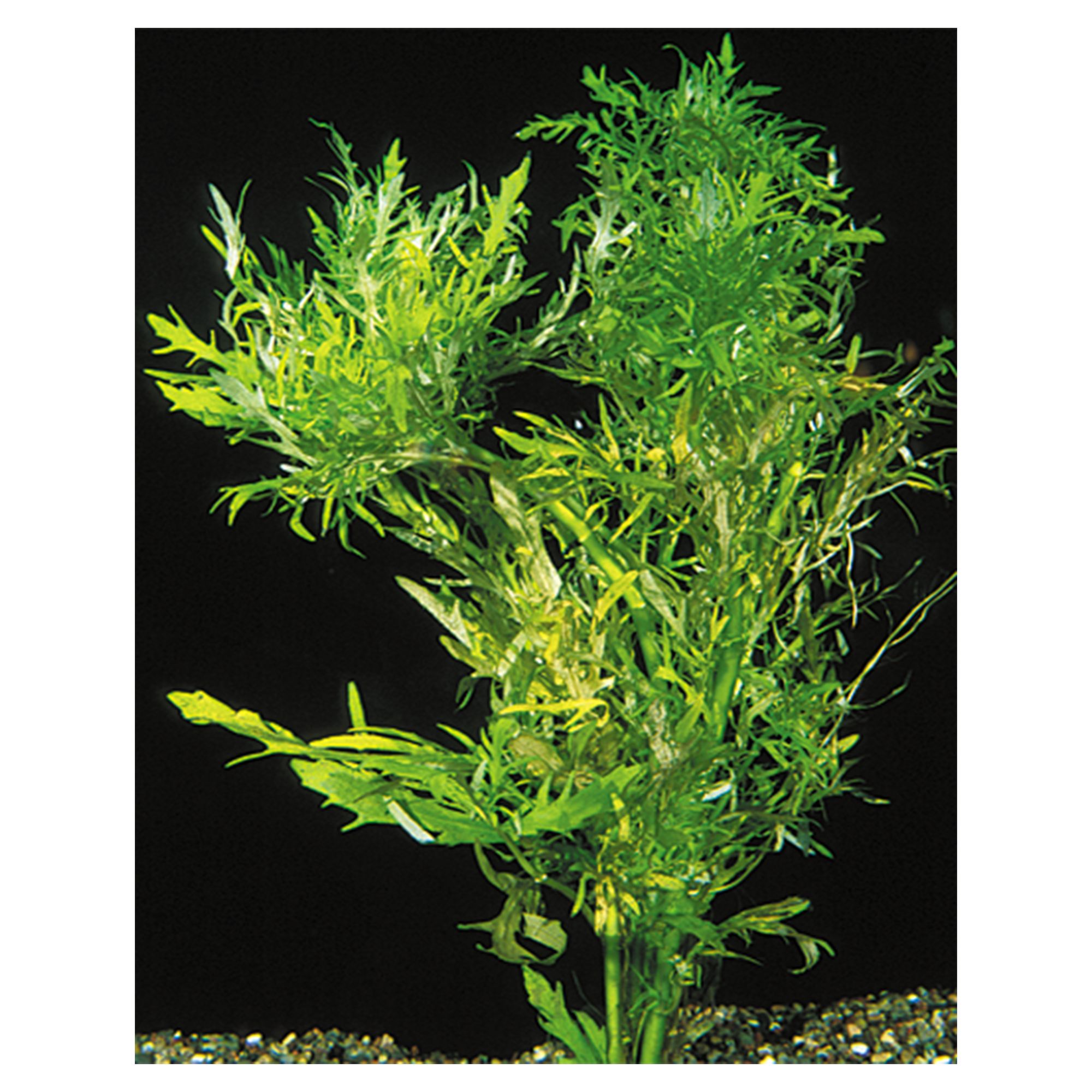 Petsmart hotsell aquatic plants