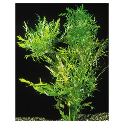 Product Top Fin® Water Wisteria